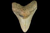 Fossil Megalodon Tooth - North Carolina #109858-1